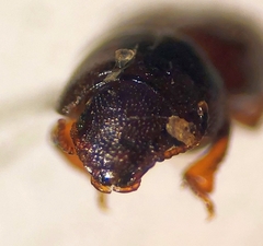 Anepsius montanus