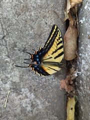 Papilio multicaudata