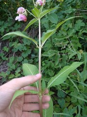 Impatiens glandulifera