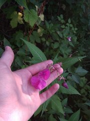 Impatiens glandulifera