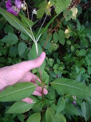 Impatiens glandulifera