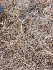 Zamenis scalaris