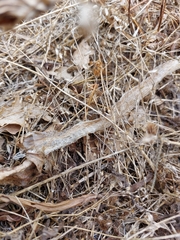 Zamenis scalaris
