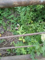 Impatiens glandulifera