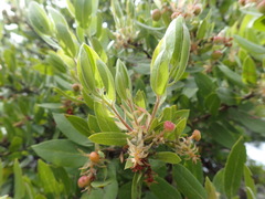 Arctostaphylos virgata