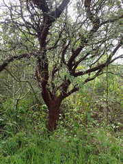 Arctostaphylos virgata