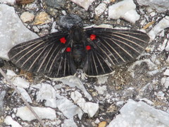 Melanis cephise