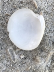 Dosinia lupinus