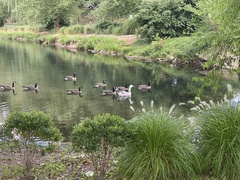 Anser anser × Branta canadensis