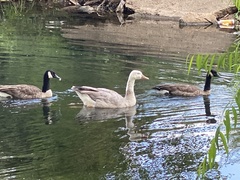 Anser anser × Branta canadensis