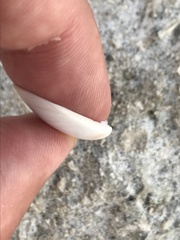 Dosinia lupinus