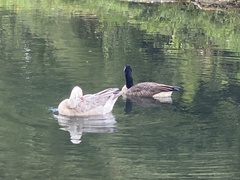 Anser anser × Branta canadensis