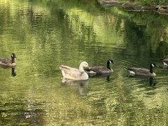 Anser anser × Branta canadensis