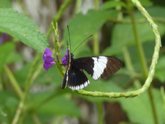 Heliconius sapho