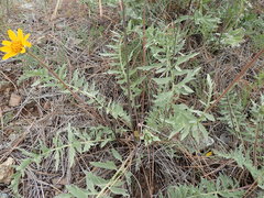 Balsamorhiza macrolepis