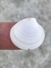Dosinia lupinus