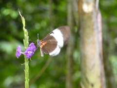 Heliconius sapho