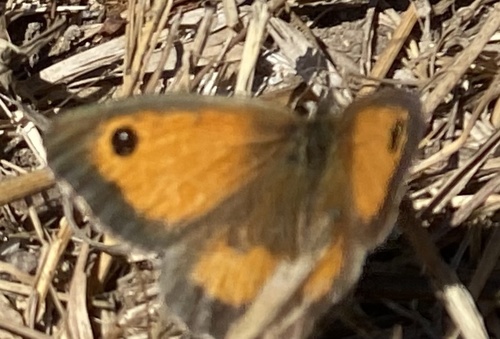 Pyronia tithonus