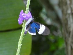 Heliconius sapho
