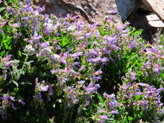 Penstemon ellipticus
