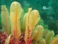 Gymnangium montagui