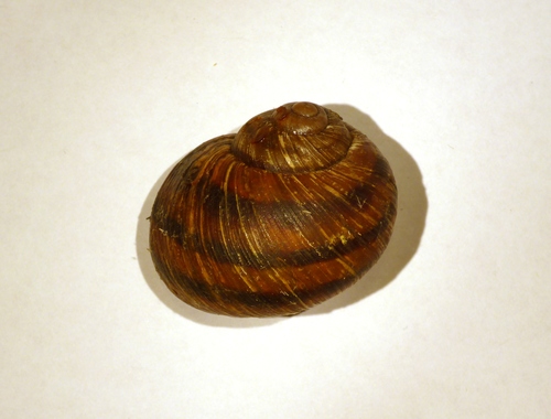 Humboldtiana