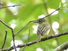 Rhynchocyclus olivaceus