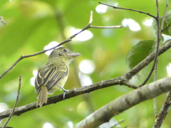 Rhynchocyclus olivaceus