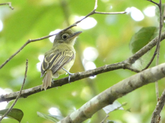 Rhynchocyclus olivaceus