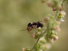 Liocoris tripustulatus
