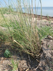 Thinopyrum bessarabicum