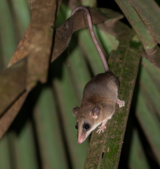 Didelphinae