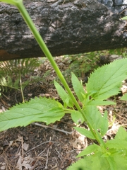 Scrophularia parviflora
