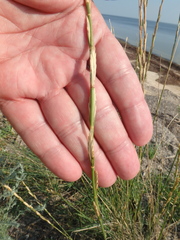 Thinopyrum bessarabicum