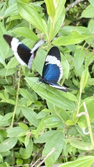 Heliconius sapho