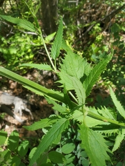 Scrophularia parviflora