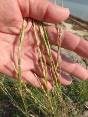 Thinopyrum bessarabicum