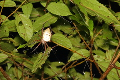 Argiope ocula