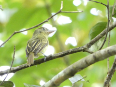 Rhynchocyclus olivaceus