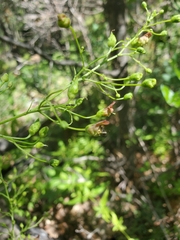 Scrophularia parviflora