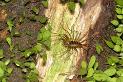 Thereuopoda clunifera