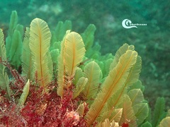 Gymnangium montagui