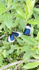 Heliconius sapho