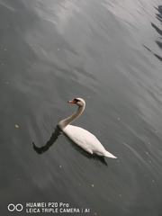 Cygnus olor