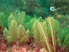 Gymnangium montagui