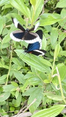 Heliconius sapho