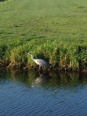 Ardea cinerea