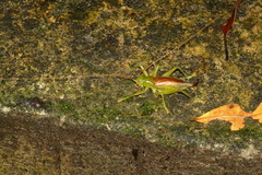 Eugryllacris