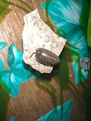 Armadillidium