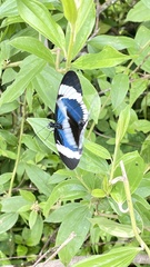 Heliconius sapho